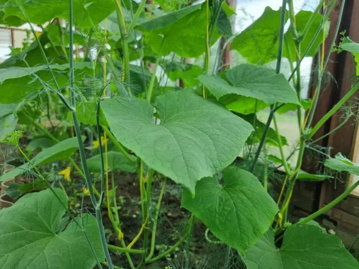 ГОЛОВНА 17 Коли сіяти огірки у відкритий ґрунт: орієнтир на березу та кульбаби
