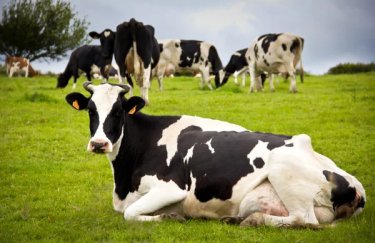 ГОЛОВНА 14 Понад 50% українських корів зосереджено у семи областях: лідери з виробництва молока