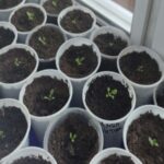 Скільки можна не поливати розсаду: геніальний лайфхак для дачників