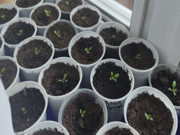 Скільки можна не поливати розсаду: геніальний лайфхак для дачників