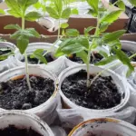 Бабусин метод: навіщо поливати розсаду дріжджами для вибухового зростання