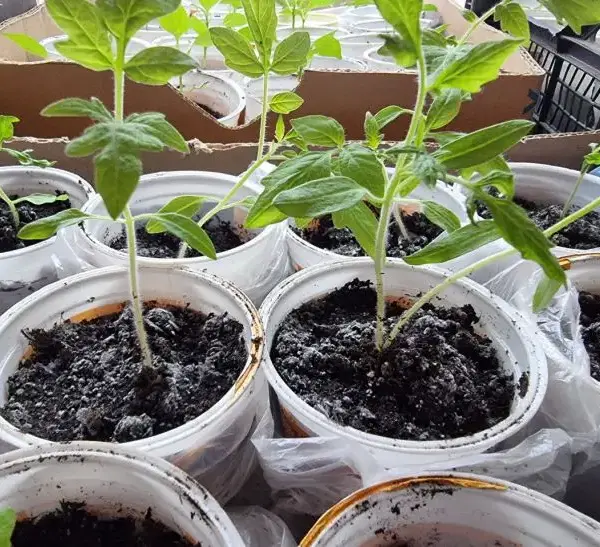 Бабусин метод: навіщо поливати розсаду дріжджами для вибухового зростання