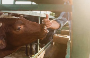 Експорт ВРХ з України зріс: прибуток. Delo.ua