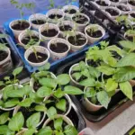 Що додати в ґрунт для баклажанів: розсада буде «кров з&hellip;