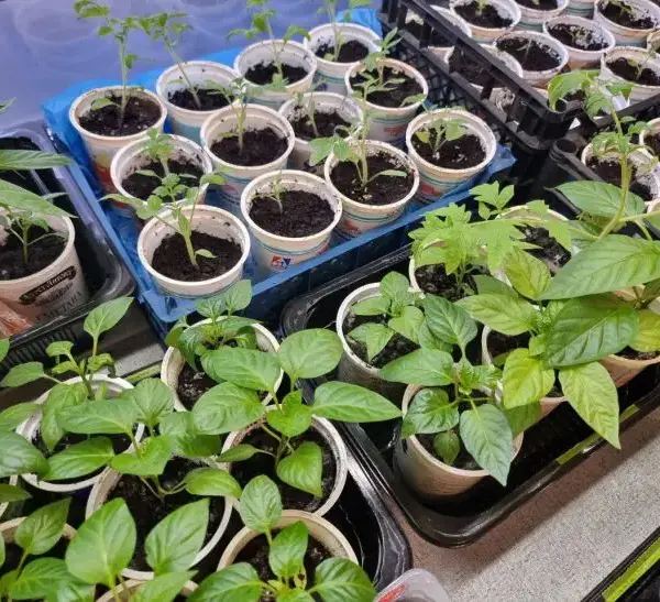 Що додати в ґрунт для баклажанів: розсада буде «кров з&hellip;