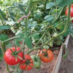 Лунки-пастки: навіщо класти риб'ячі голови та яєчну шкаралупу під коріння…