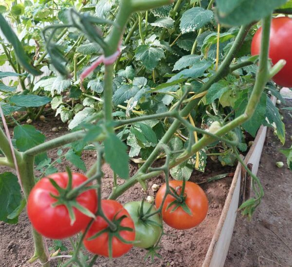 Лунки-пастки: навіщо класти риб'ячі голови та яєчну шкаралупу під коріння…