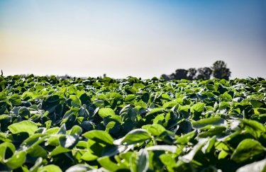 ГОЛОВНА 15 Соєве та ріпакове експортне мито: втрати для агросектору та економіки України