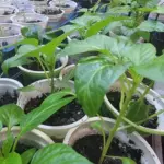 Готуємо грядку: що внести в ґрунт за 2 тижні до&hellip;