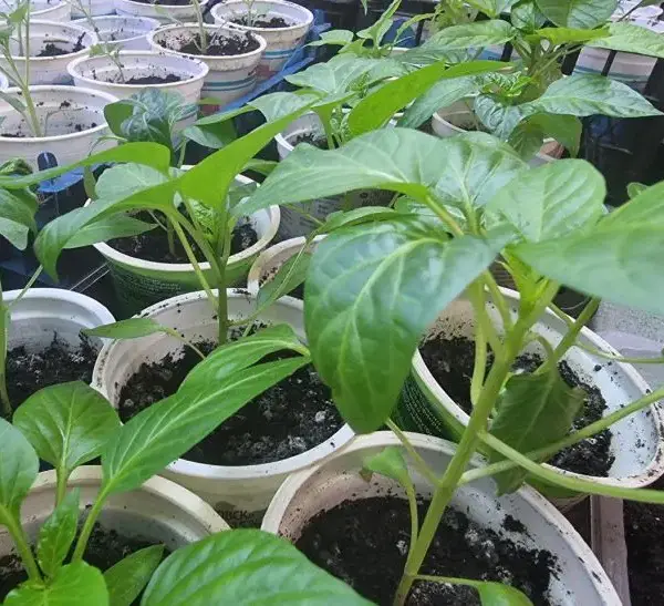 Готуємо грядку: що внести в ґрунт за 2 тижні до&hellip;