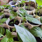 ГОЛОВНА 46 Тонка і бліда: як виправити розсаду, що витяглася, без пікірування