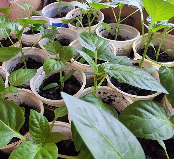 ГОЛОВНА 23 Тонка і бліда: як виправити розсаду, що витяглася, без пікірування