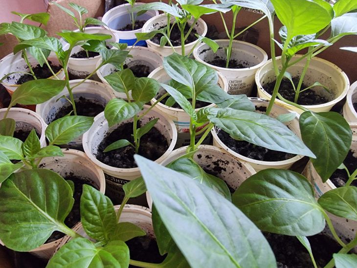 ГОЛОВНА 16 Тонка і бліда: як виправити розсаду, що витяглася, без пікірування