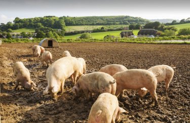 Вартість свиней на забій у період 30 березня - 5 квітня 2026 року 4