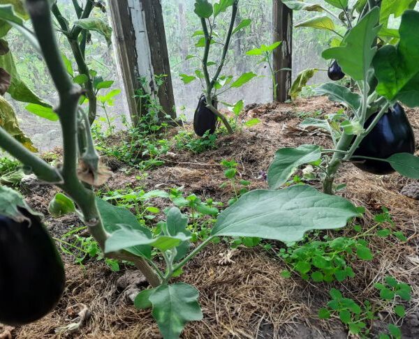 Сієте баклажани? Скільки золи потрібно кинути в лунку, щоб не…