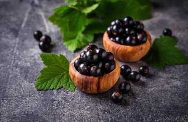 Українська чорна смородина: найвища вартість і перспективи експорту до 2026 року.