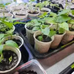 Дачники, схаменуйтеся: яке насіння перців не зійдуть ніколи, навіть при&hellip;