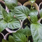 Сусіди по грядці: які квіти захистять розсаду перців від попелиці&hellip;