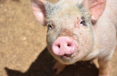 Український експорт свинини: найнижчі показники, напрямки збуту та майбутнє.