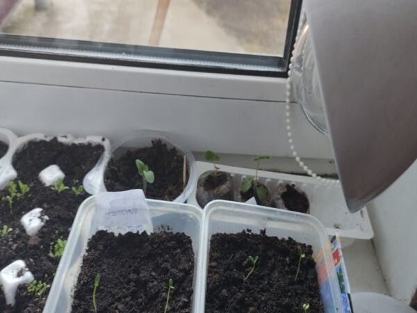 ГОЛОВНА 21 Рятуємо розсаду: чому вона гине у перші ж дні