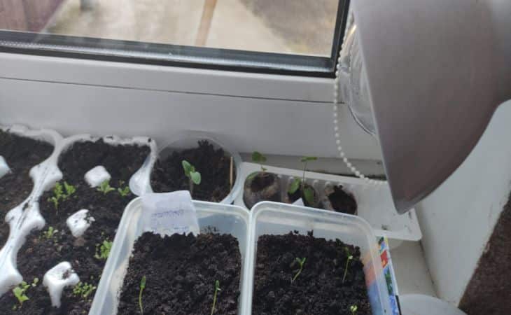 ГОЛОВНА 14 Рятуємо розсаду: чому вона гине у перші ж дні