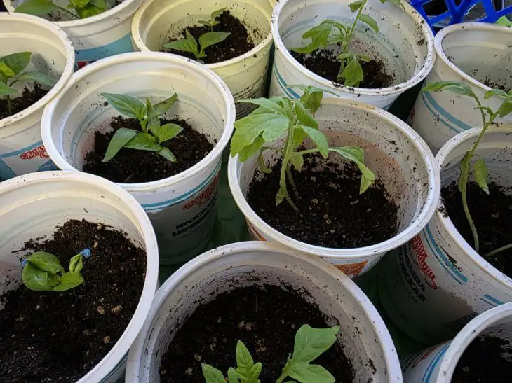 Що покласти на дно стаканчика: дренаж, який працює як насос