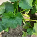 Без пікірування: як виростити розсаду кабачків, щоб коріння не турбувати