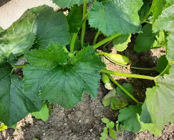 Без пікірування: як виростити розсаду кабачків, щоб коріння не турбувати