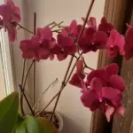 ГОЛОВНА 46 Навіщо поливати квіти перекисом: пишне цвітіння гарантоване