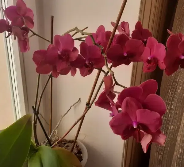 ГОЛОВНА 24 Навіщо поливати квіти перекисом: пишне цвітіння гарантоване