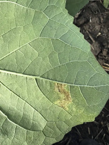 Віктор Філатов: "Природа регулює багато процесів", або Дійсні поради для землі, чергування культур і збору врожаю. 21