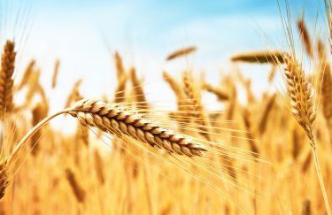 Пшениця в Україні: піврічний ціновий пік.
