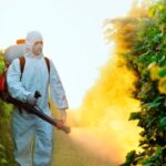 Пестицидні ліміти та перегляд правил допуску на ринок можуть…