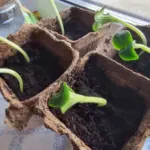 Міцніше, ніж стероїди: який народний настій змусить розсаду рости як…