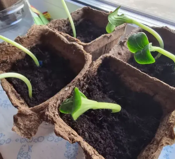 Міцніше, ніж стероїди: який народний настій змусить розсаду рости як…