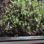 Не хочете поратися? Яку розсаду можна не пікірувати та отримати&hellip;