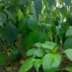 Теплолюбний ніжок: які хитрощі вирощування розсади перцю гарантують урожай