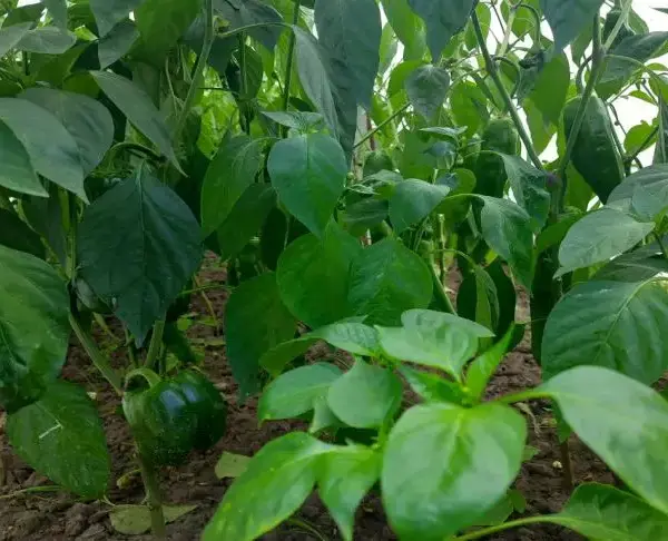 Теплолюбний ніжок: які хитрощі вирощування розсади перцю гарантують урожай