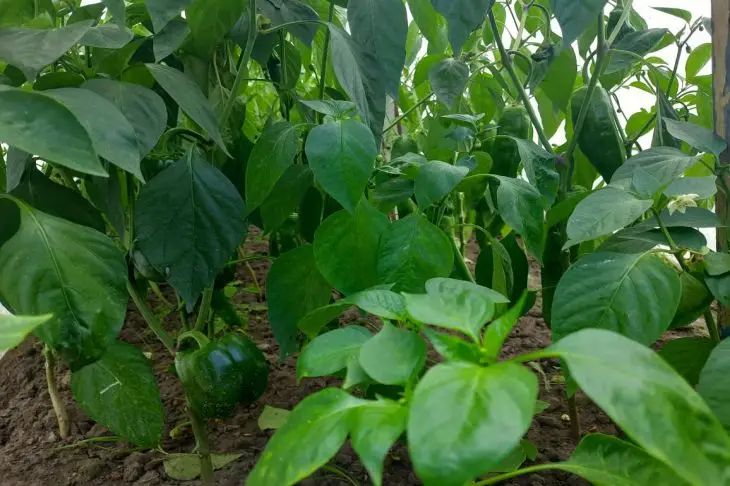 Теплолюбний ніжок: які хитрощі вирощування розсади перцю гарантують урожай