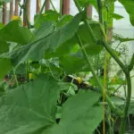 Тепла грядка: чому органічна подушка в парнику творить дива з&hellip;