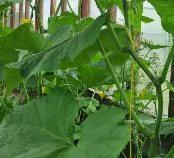 Тепла грядка: чому органічна подушка в парнику творить дива з&hellip;