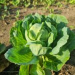ГОЛОВНА 45 Що додати в лунку при посадці капусти: забудьте про гусениць
