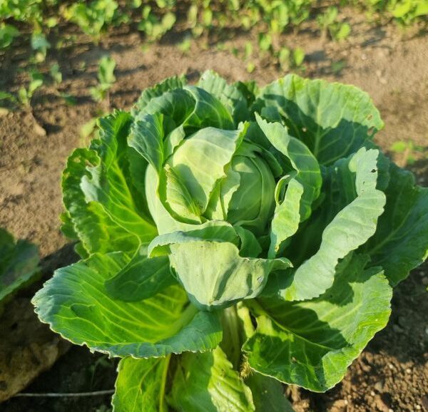 ГОЛОВНА 21 Що додати в лунку при посадці капусти: забудьте про гусениць