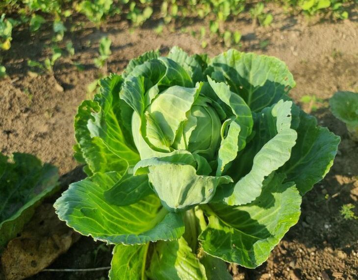 ГОЛОВНА 14 Що додати в лунку при посадці капусти: забудьте про гусениць