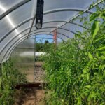 Чому жирують томати: як змусити кущі плодоносити, а не зеленіти