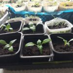 Без пікірування взагалі: які культури одразу сіють в окремі ємності&hellip;