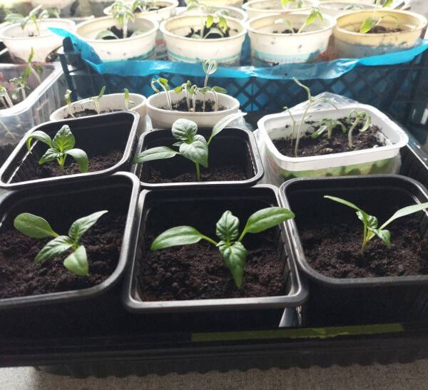 Без пікірування взагалі: які культури одразу сіють в окремі ємності&hellip;