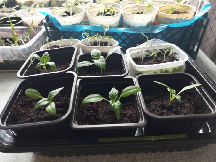 Без пікірування взагалі: які культури одразу сіють в окремі ємності та чому