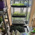 Міцна, як дуб: як гартувати розсаду на балконі і не&hellip;