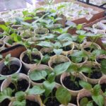 Пікірування без стресу: чому сіянці потрібно пересаджувати лише у вечірній&hellip;